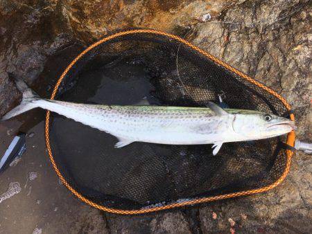 ハマチ狙いのはずがサワラ