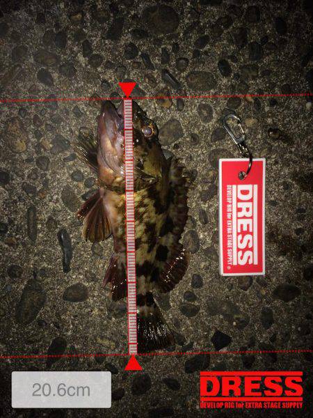 メバリ…ガシリング2