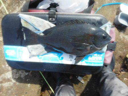 こんなん出ました・・・グレ・・