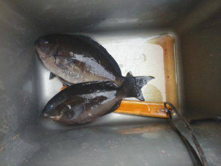 グレ厳しかった・・