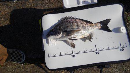 浮きフカセ初チヌ