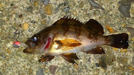 ボウズじゃないけど…