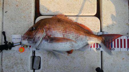 久しぶりに大満足