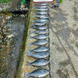 潮岬でグレ釣り