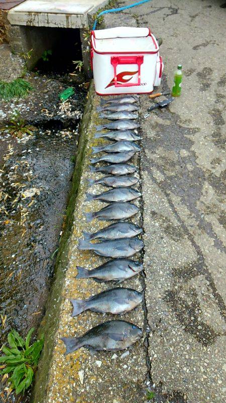 潮岬でグレ釣り