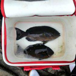 潮岬でグレ釣り