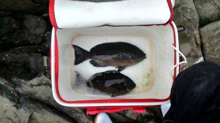 潮岬でグレ釣り