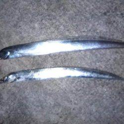 1月以来ずっとボウズ続きでしたがボウズをストップしてくれたのは太刀魚でした。