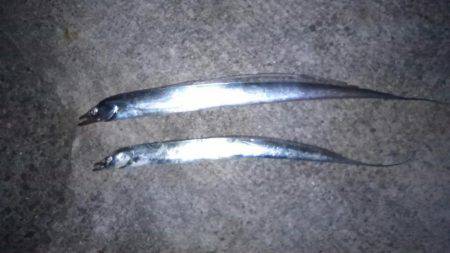 1月以来ずっとボウズ続きでしたがボウズをス…