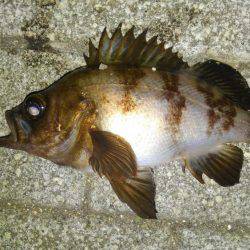 子供とロック狙い