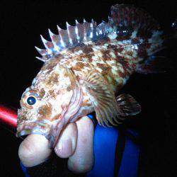 ビミョーな釣果…