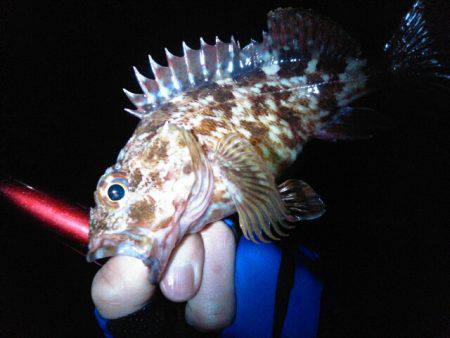 ビミョーな釣果…