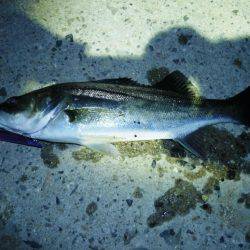 今シーズン初シーバス