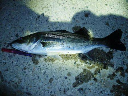 今シーズン初シーバス