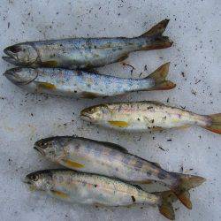 今年初の渓谷釣行