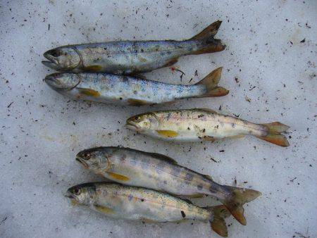 今年初の渓谷釣行