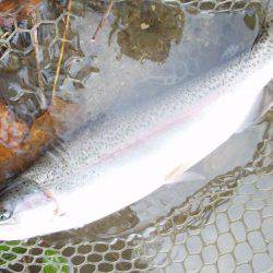 大安トラウトレイク 釣果