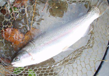 大安トラウトレイク 釣果