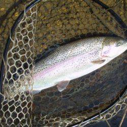 大安トラウトレイク 釣果