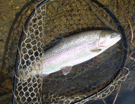 大安トラウトレイク 釣果