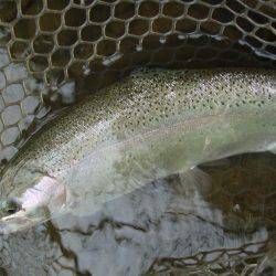 大安トラウトレイク 釣果