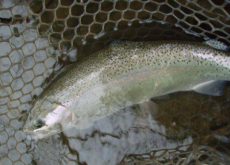 大安トラウトレイク 釣果