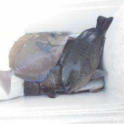 グレ不発でした・・