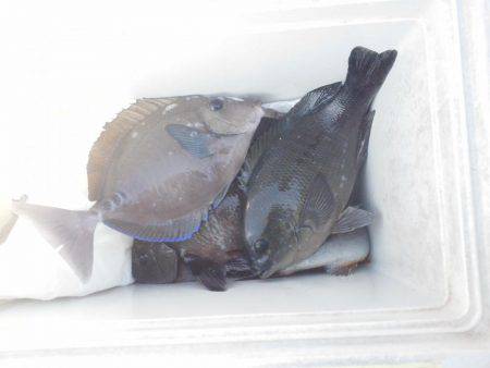 グレ不発でした・・