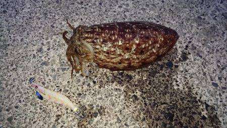 コウイカエギング