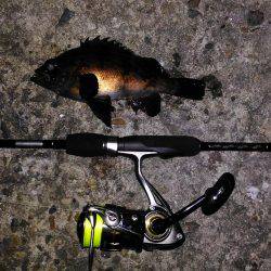 鳴門メバリング