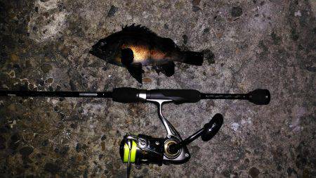 鳴門メバリング