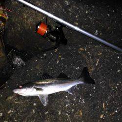 投げ釣りでシーバス