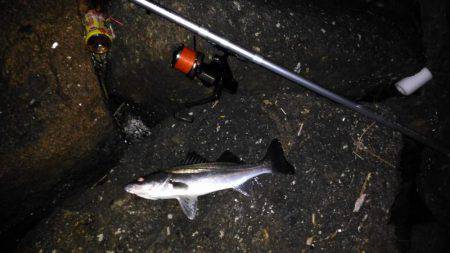 投げ釣りでシーバス