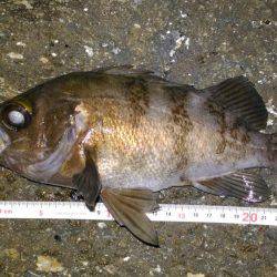 鳴門メバリング