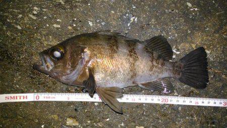 鳴門メバリング