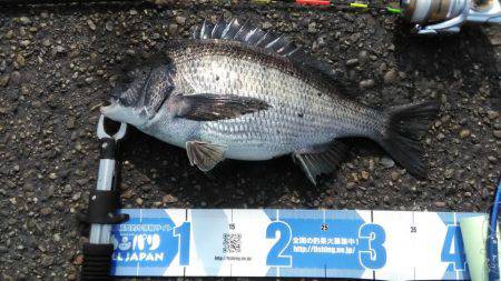 オキアミフカセ