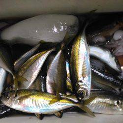 サビキでアジ釣り