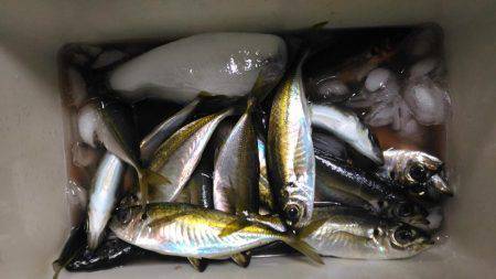 サビキでアジ釣り