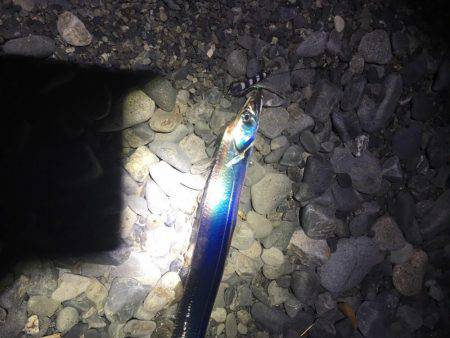 焼津　石津浜、ふぃっしゅーなで太刀魚