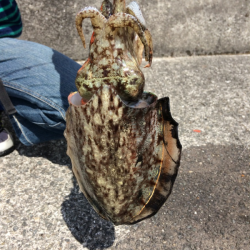 初めてのコウイカぁぁ！