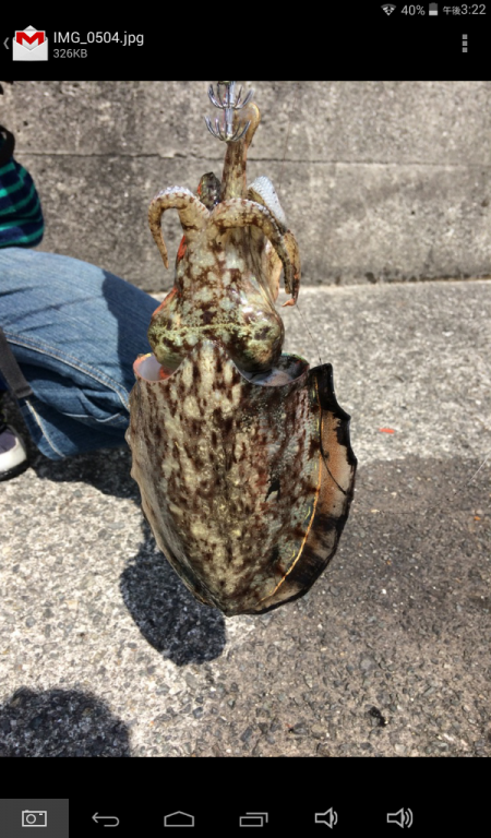 初めてのコウイカぁぁ！