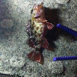 メバリングからのガシリング