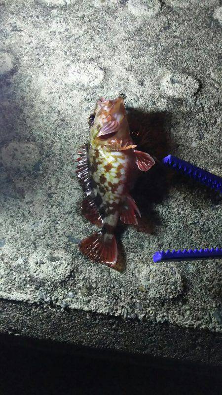 メバリングからのガシリング