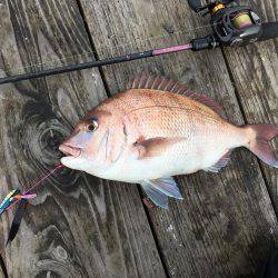 脱走マダイフィーバー