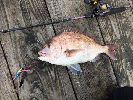 脱走マダイフィーバー