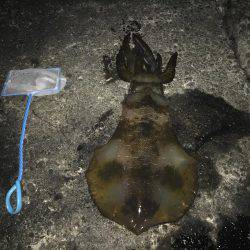 ヤエンでのアオリ釣果