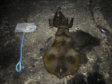 ヤエンでのアオリ釣果