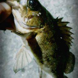 何とかメバルに会えました