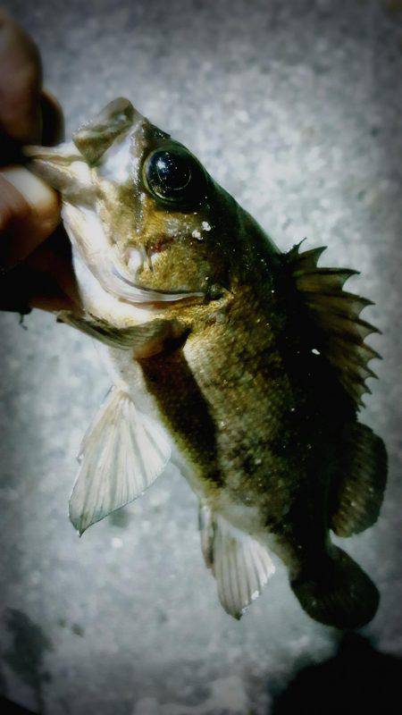 何とかメバルに会えました