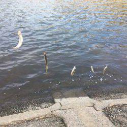 上津ダムのワカサギ、ラストスパート入りか